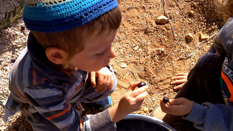 מסיק זיתים בדרך יצחק